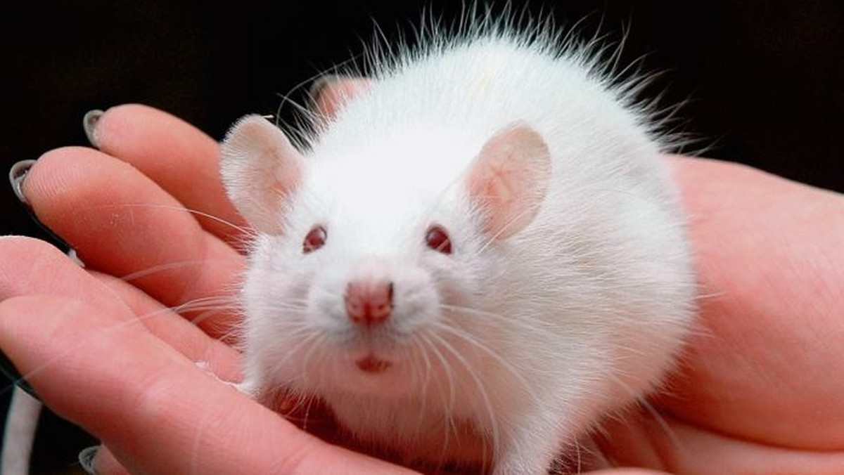 Mężczyzna, który został ugryziony przez szczura, trafił do poznańskiego ośrodka chorób zakaźnych. Ze wstępnych obserwacji wynika, że najprawdopodobniej choruje na szczurzą gorączkę, zwaną też sodoku.