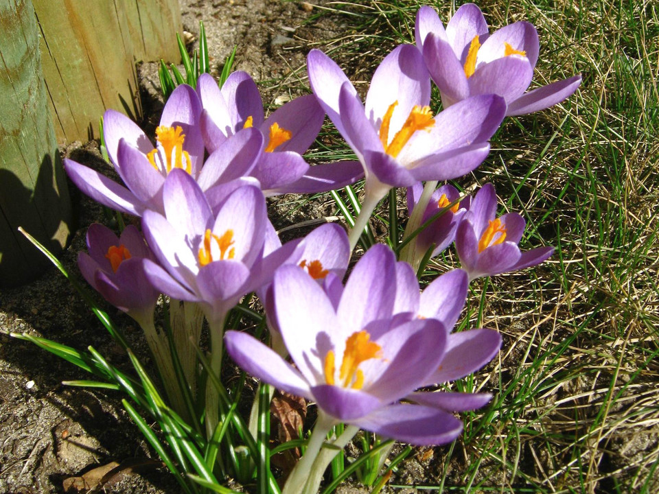 Wiosna w Lubinie, Fot. Majka_h1/Daj znać!