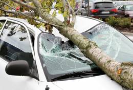 Drzewo przewrócone na samochód - kto zapłaci za naprawę?