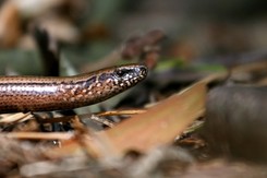 'Węże' w studni. 'Jak szybko zszedł, tak szybko wdrapał się na górę, krzycząc...'
