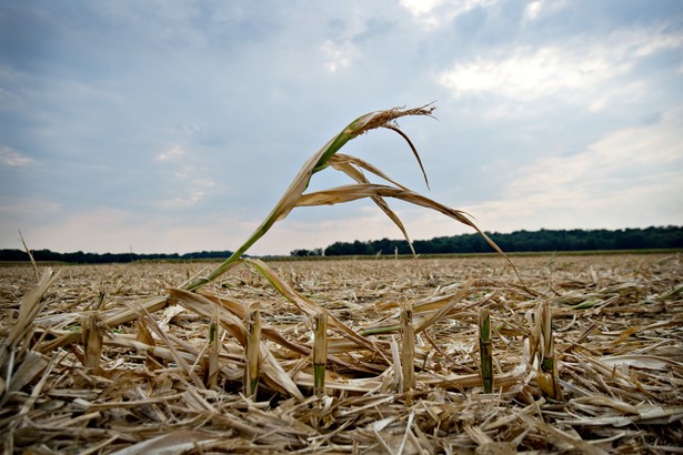 Eksperci: To miasta zdecydują o wyniku batalii przeciwko zmianom klimatu