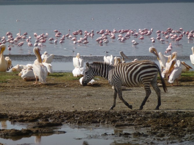 Są tu również pelikany.