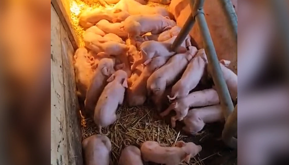 Krmača oprasila 33 praseta