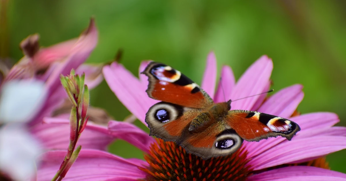 Kwiaty wabiące motyle w ogrodzie. Będziesz mieć prawdziwe show [LISTA]
