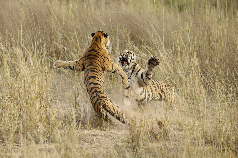 Wyróżnienie w kategorii Przyroda - "Muscle Power" (pol. Siła mięśni) - Archna Singh / National Geographic Photo Contest 2014