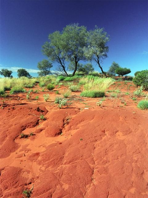 Galeria Australia - kontynent rozmaitości, obrazek 17