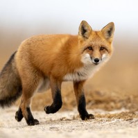 Hamarosan indul a tavaszi rókavakcinázás