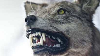 Kijutottak Csernobilból a mutáns farkasok: Európát is megszállhatják a vadállatok