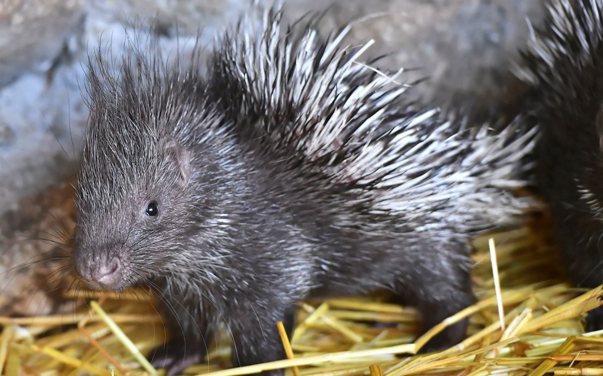 Cztery urocze jeżozwierze przyszły na świat we wrocławskim zoo