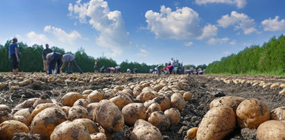 Ukraińcy wykupują polskie ziemniaki