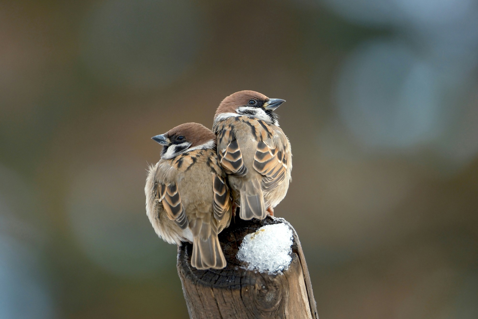 Vrabce, červienky, sýkorky a ich príbuzní pomoc určite ocenia.