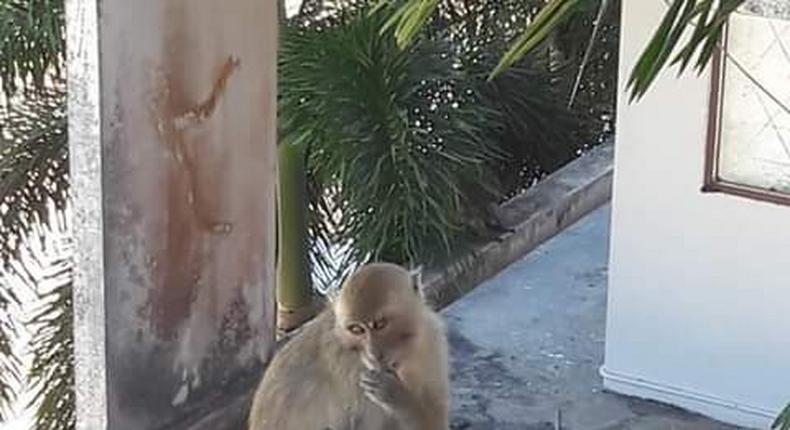 monkeys storm school in search of food