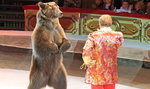Niedźwiedź rzucił się na kobietę. Na cyrkowej arenie publiczność widziała sceny niczym z horroru