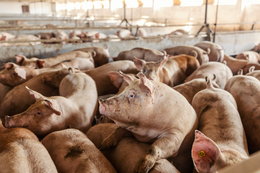 Lidl sprzedawał mięso z maltretowanych świń. Sieć odpowiada: kontrakt zerwany