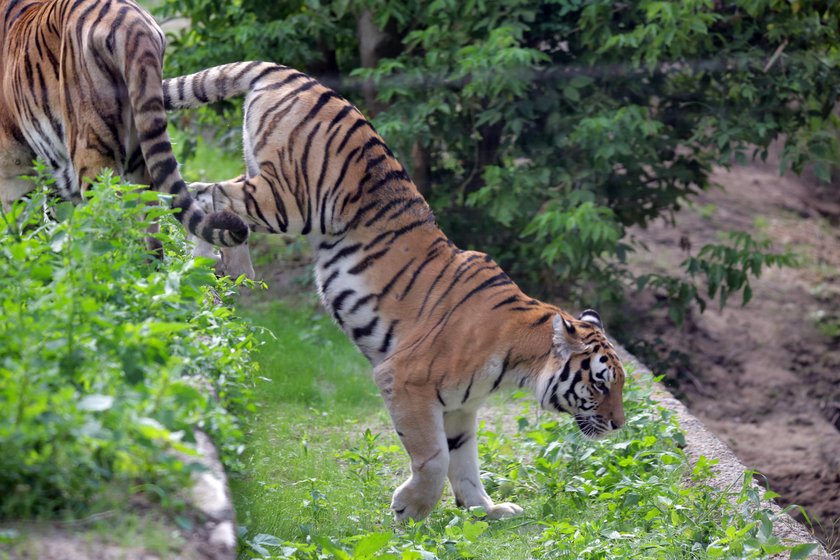 Lwy i tygrysy w ZOO w Łodzi mają nowy wybieg