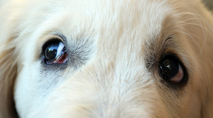 A kutyus belehalt a depresszióba /Illusztráció: Northfoto