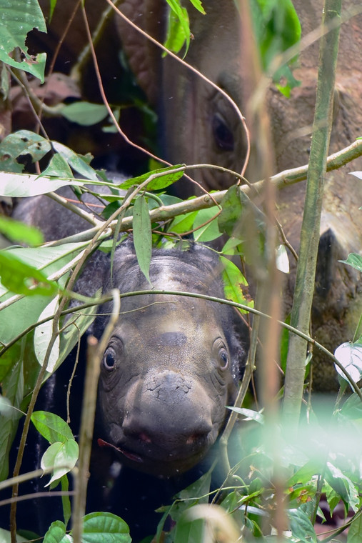Narodziny niezwykle rzadkiego nosorożca sumatrzańskiego w Indonezji