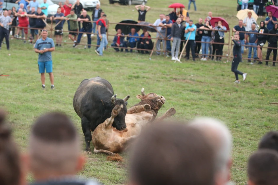 Tresla se Manjača od borbe Kukana i Hajduka