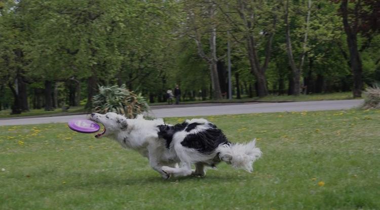 A frizbis játékot imádják a kutyák Fotó: Kovács Violetta