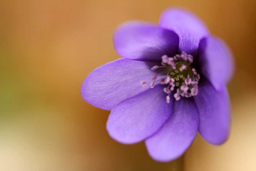 Kwiaty przylaszczki pospolitej co roku zachwycają rzesze fotografów. I nic w tym dziwnego, bo są bardzo efektowne