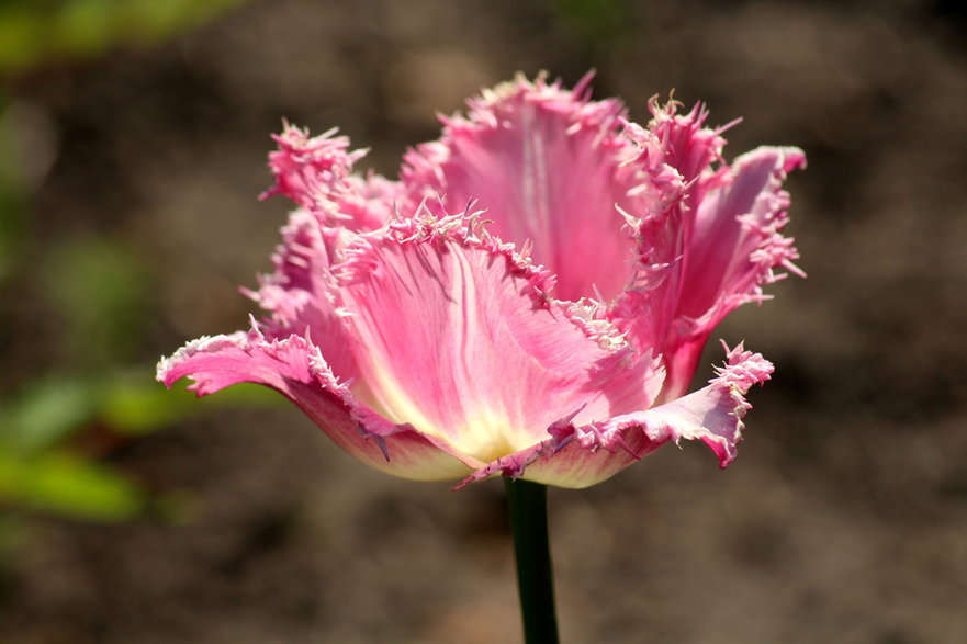 Tulipany o postrzępionych płatkach wyglądają bardzo efektownie - _Alicja_/pixabay.com