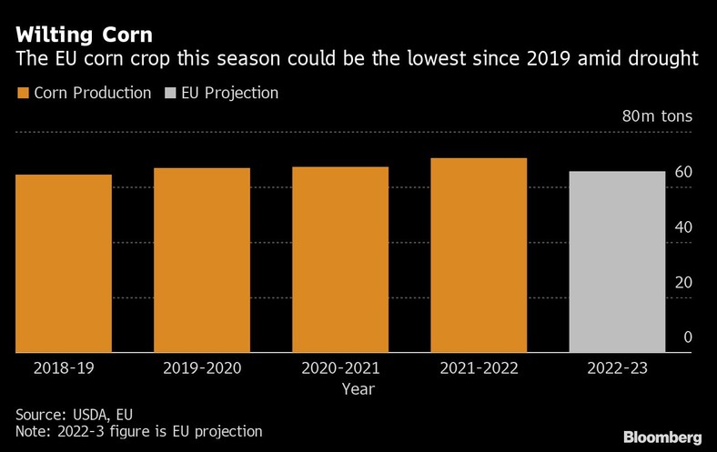 Zbiory kukurydzy w UE w tym sezonie mogą być najniższe od 2019 r. z powodu suszy