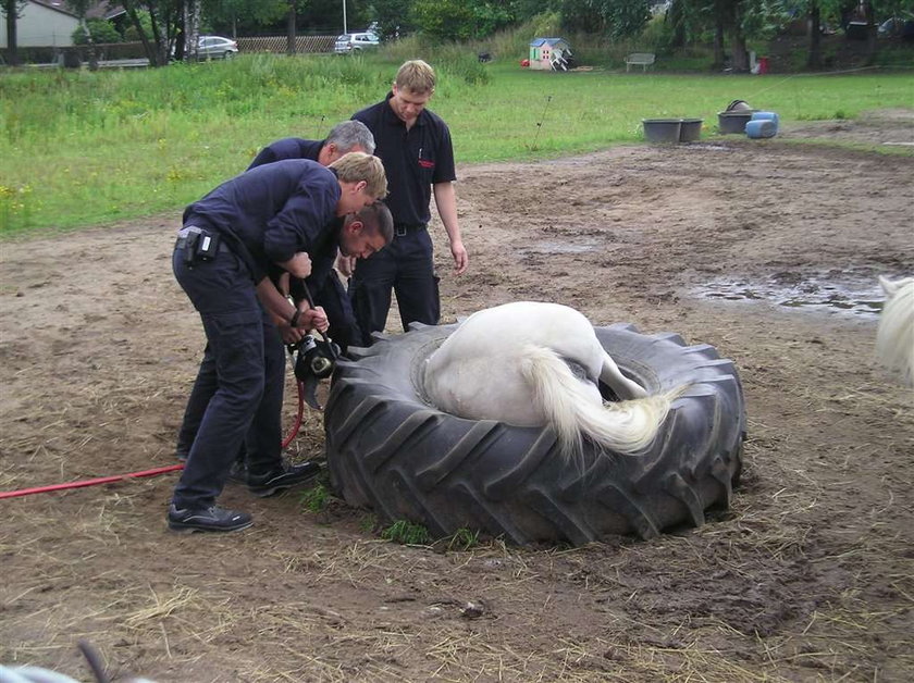 Konik uwięziony przez oponę