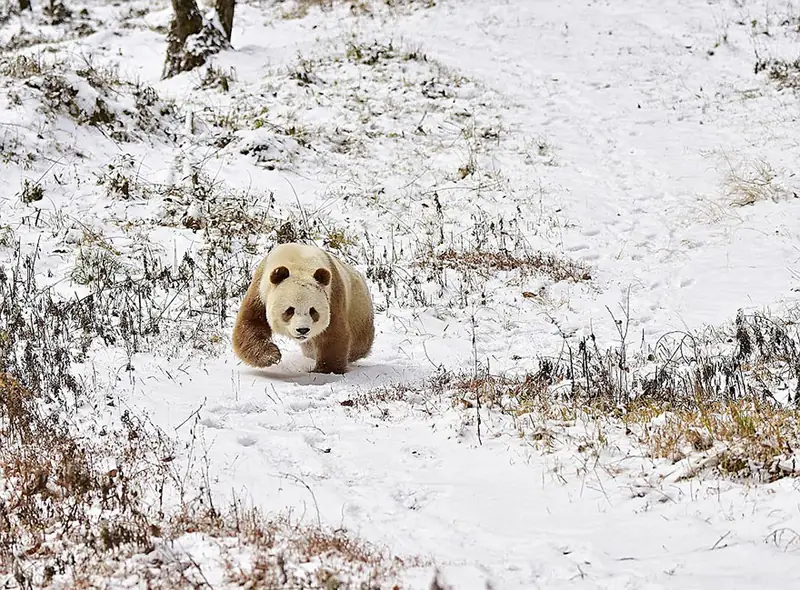 boredpanda.com