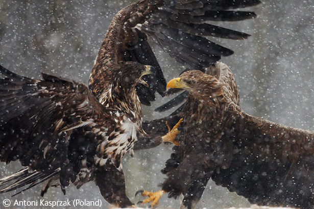 Polak wśród najlepszych fotografów świata