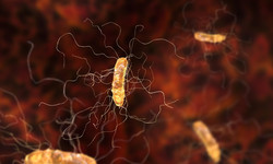 Zakażenie Clostridium difficile – jakie są jego przyczyny i objawy? Leczenie zakażenia Clostridium difficile