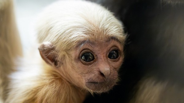 Mały gibon z wrocławskiego zoo ma miesiąc
