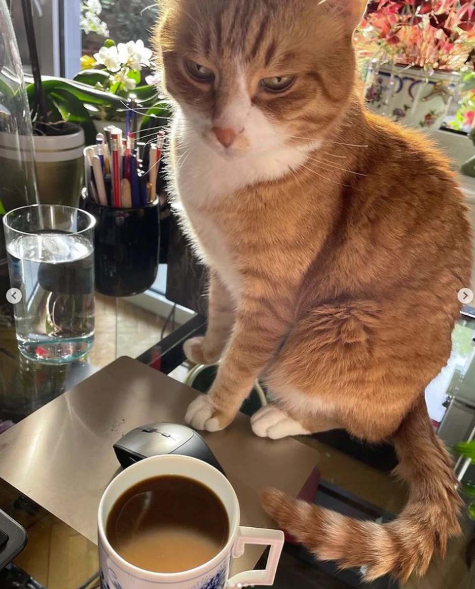 Kućni ljubimac Zorane Mihajlović