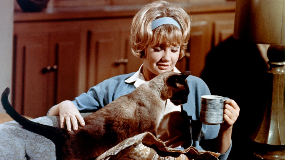 Hayley Mills z kotem na planie filmu "That Darn Cat!"