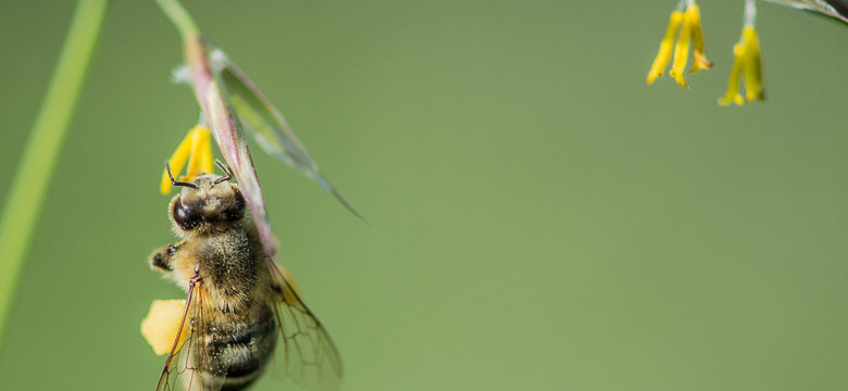 Film "Dzikie pszczoły" zwycięzcą Festiwalu Filmów Przyrodniczych im. W. Puchalskiego