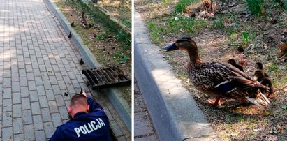 To było jak w filmie. Pisklaki jeden po drugim wpadały do studzienki. Na pomoc ruszyli oleccy policjanci