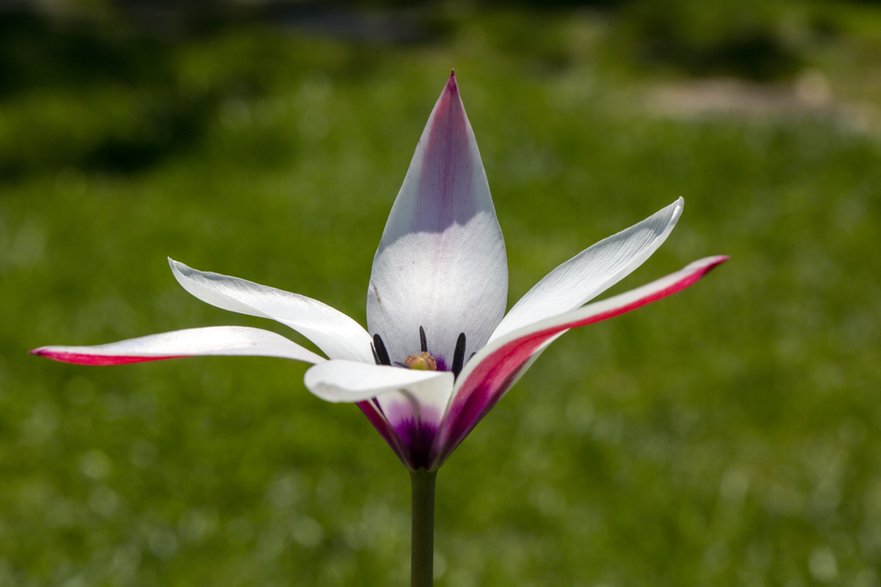 Tulipan clusiana -  photograzon/stock.adobe.com