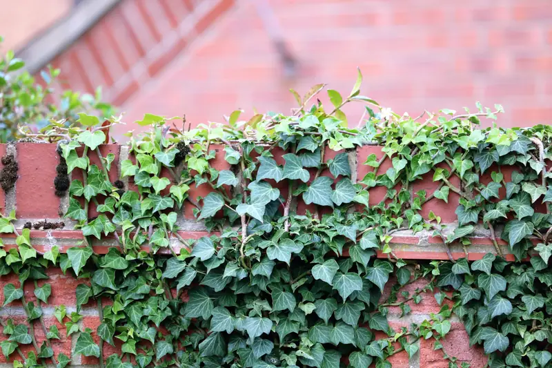 Pnące rośliny będą idealnym dodatkiem na balkon / Unsplash