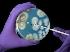 Nowa broń przeciwko bakteriom opornym na antybiotyki