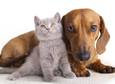 Hiszpańskie psy i koty otrzymają własne dowody tożsamości