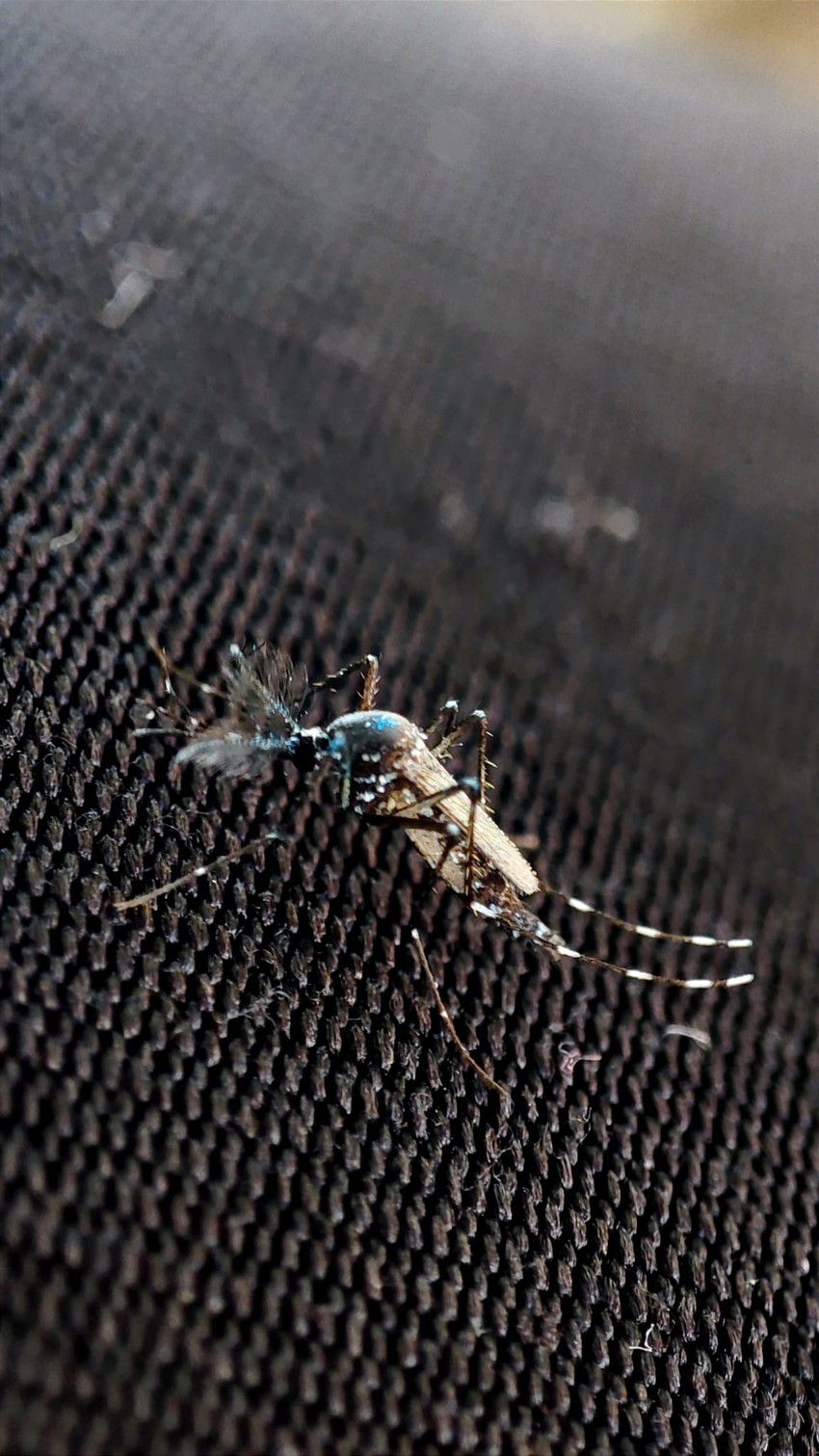 tigrasti azijski komarac