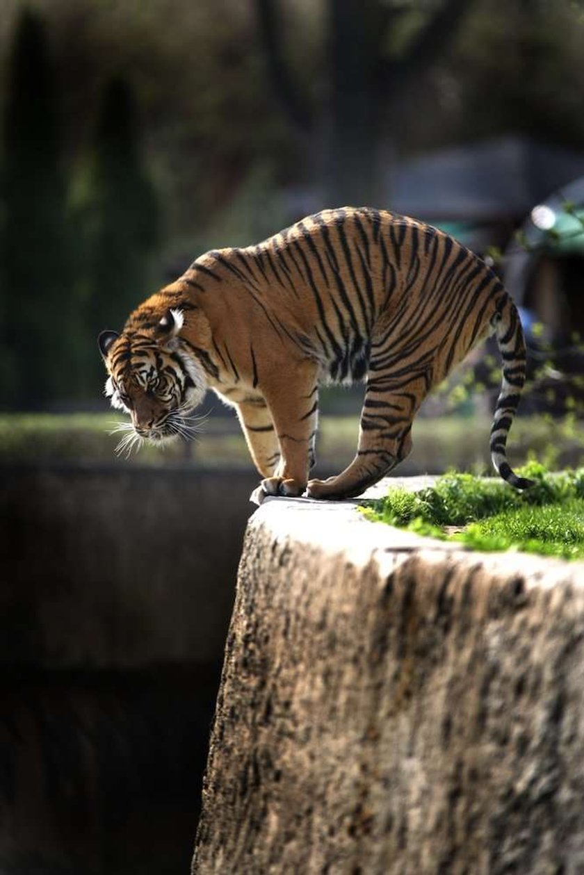 tygrys,zoo, warszawski ogród zoologiczny