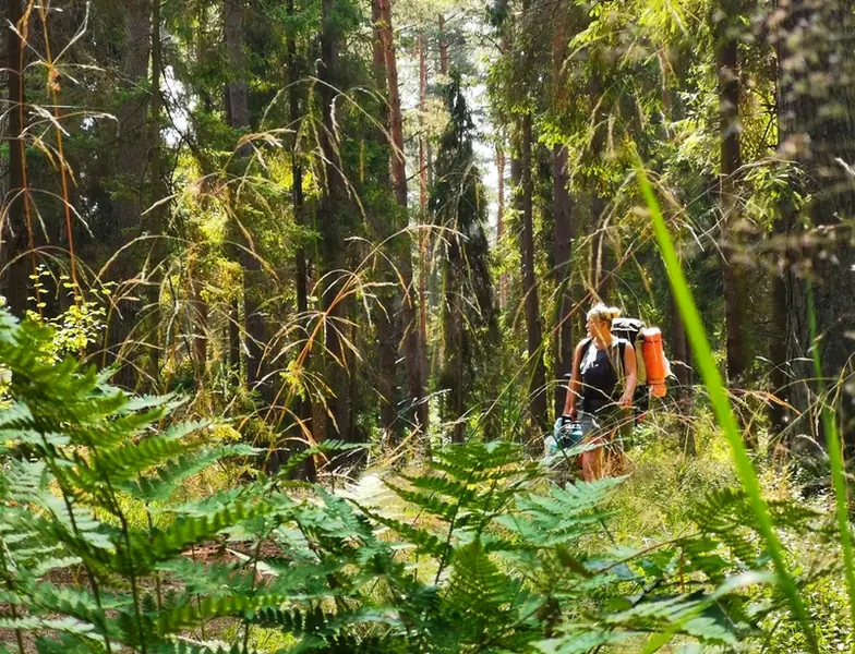 Lato to wbrew pozorom nienajlepsza pora na biwakowanie w lesie 