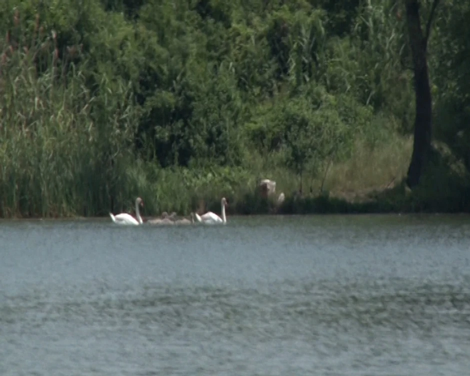 Jezero Međeš Fruška gora