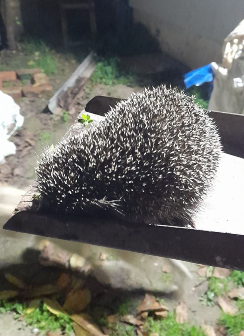 Jež pronađen u gradskom naselju