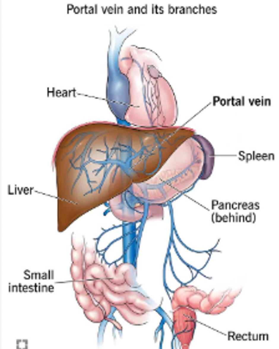 Portalna vena prenosi krv iz brojnih organa u jetru