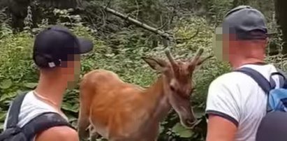 Turyści drażnili jelenia w drodze na Morskie Oko. Internauci nie wytrzymali