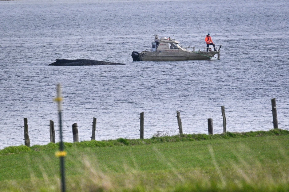 Nasukani kit u Nemačkoj - Ilustracija