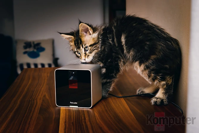 Petcube Camera i jeden z docelowych użytkowników - może nim być kot, pies lub inny zwierzak, szalejący za laserową kropeczką