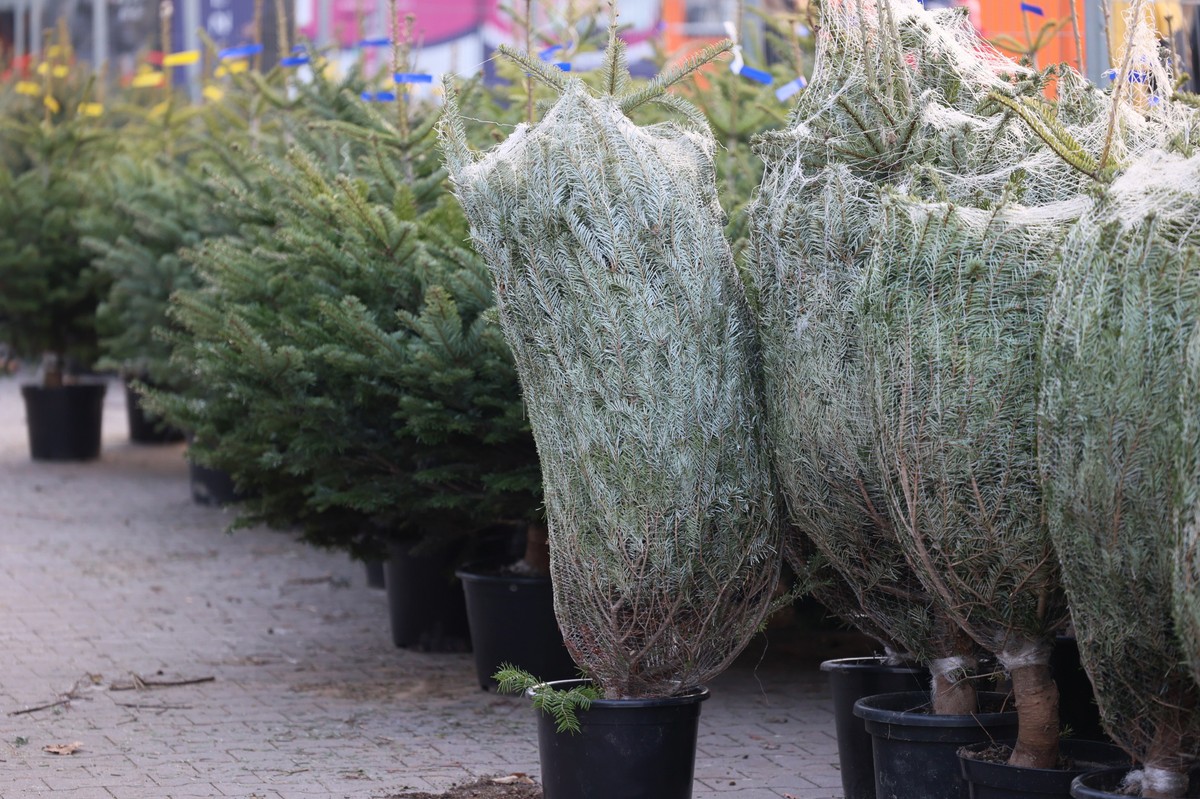 choinka choinki sprzedaż choinek