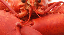 Nem fog hinni a szemének: átlátszó homárt fogott ki egy horgász - fotó
